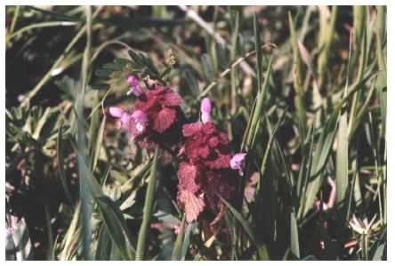 Red Dead-nettle flowers