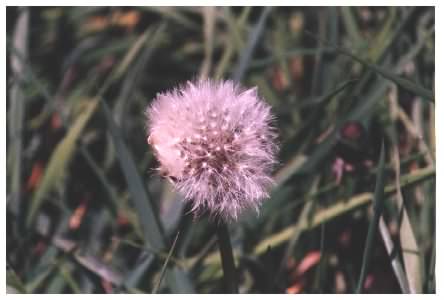 Dandelion seed head or clock