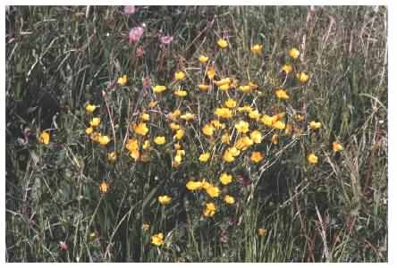 Hairy Buttercup habit