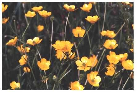 Hairy Buttercup flowers