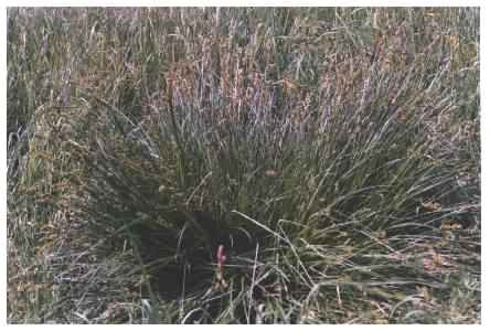 Hairy Sedge - Carex hirta