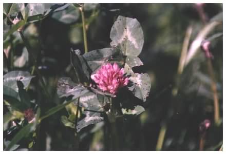 Red Clover flowers