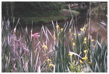 Yellow Flag Iris plant