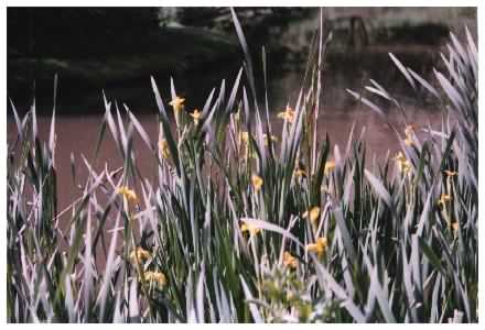 Yellow Flag Iris plant