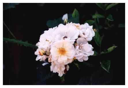 Field Rose - flower