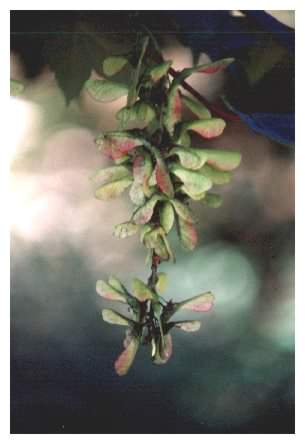 Sycamore seeds