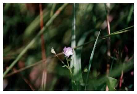 Germander Speedwell - Veronica chamaedrys