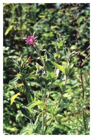 Great Willowherb