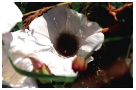 Hedge Bindweed flower