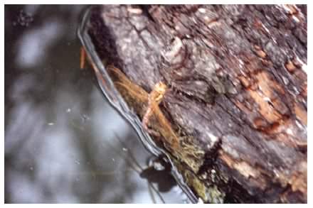 Brown Hawker dragonfly - Aeshna grandis