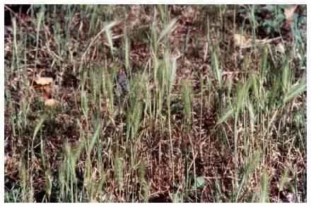 Wall Barley - Ordeum murinum