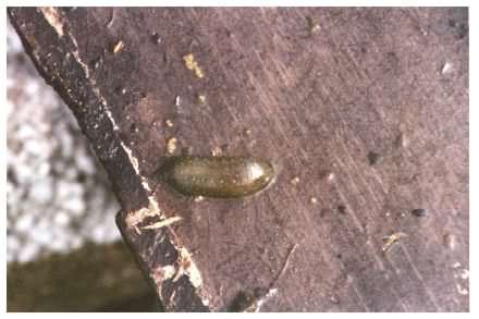 Leech - Protoclepsis tasselata