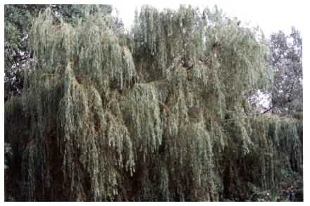 Weeping Willow - Salix babylonica