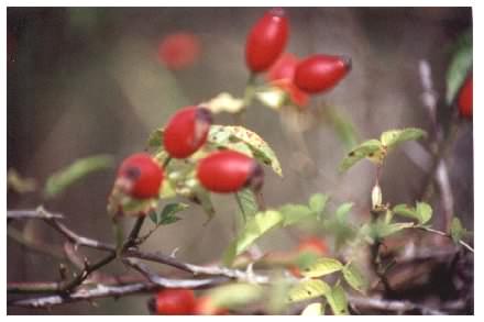 Dogrose fruit