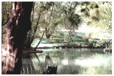 Pond view