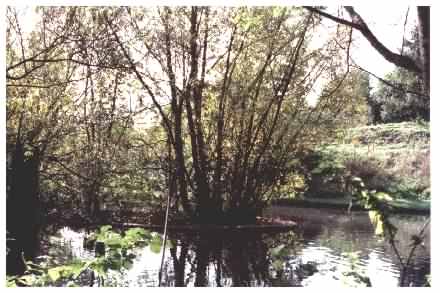 Pond view - central island