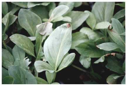 Bogbean - leaves