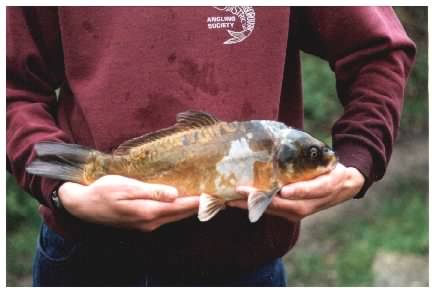 Koi Carp