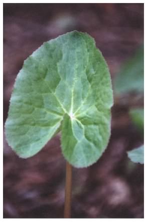 Marsh Marigold