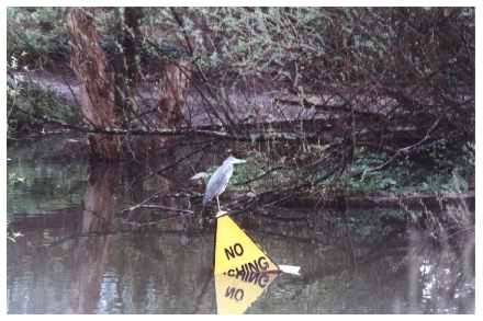 Heron - Irony?