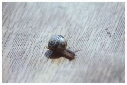 White Lipped Garden Snail