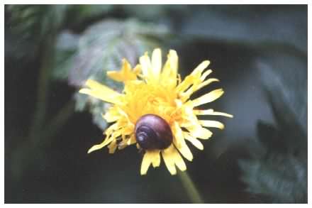 Small Garden Snail