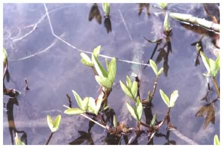 Bogbean growth