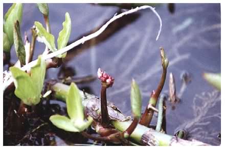 Bogbean flower spike