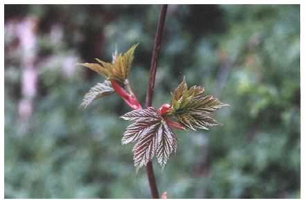 Horse Chestnut leaves