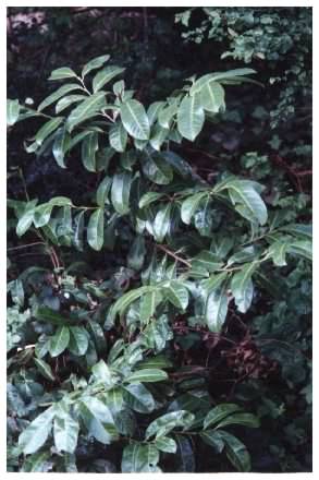 Cherry Laurel habit