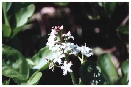 Bogbean flower
