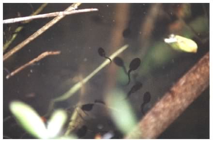Toad tadpoles