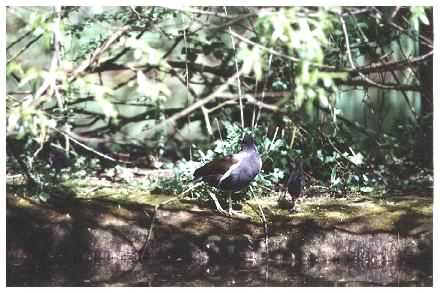 Moorhen & chick