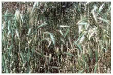 Wall Barley - Ordeum murinum