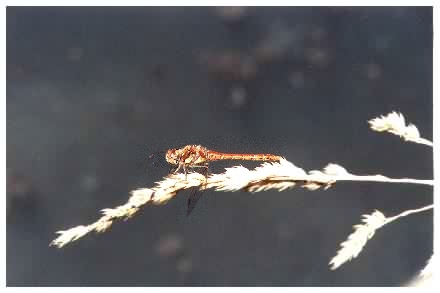 Common Darter Dragonfly