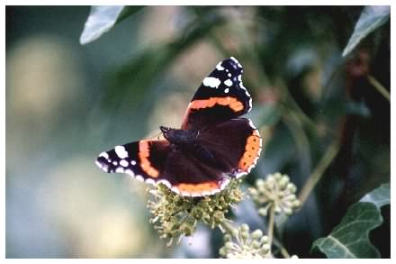 Red Admiral