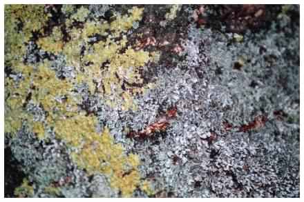 lichen