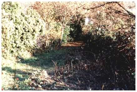 Brambles after clearing