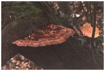 Alder Bracket - Inonotus radiatus