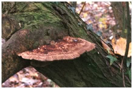 Alder Bracket - Inonotus radiatus