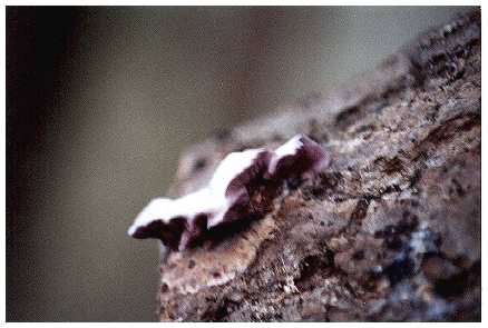 Silverleaf Fungus on wood