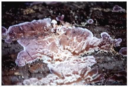 Silverleaf Fungus on wood