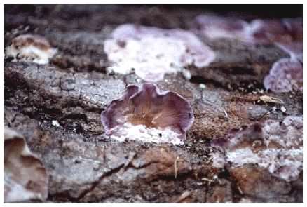 Silverleaf Fungus on wood