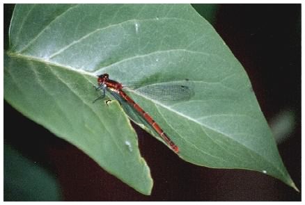 Damselfly on Bogbean