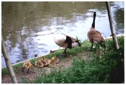 Geese with goslings