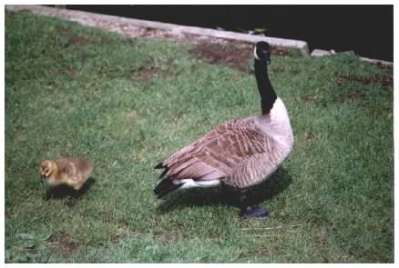 Geese with goslings