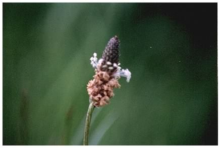 Plantain flower