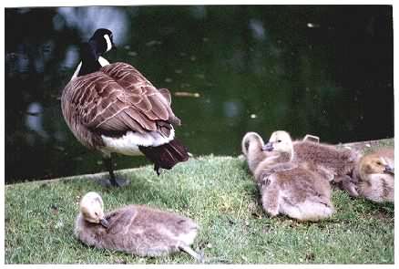 Goose with goslings