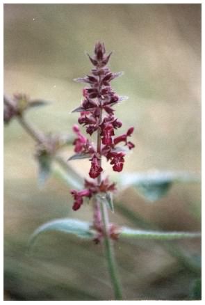 Hedge (Wood) Woundwort - Stachys sylvatica