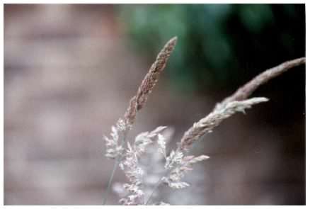 Yorkshire Fog - Holcus lanatus